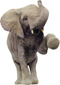 elefant